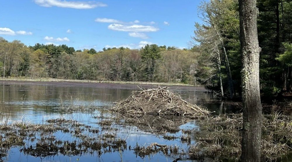 Try Exploring Andover – Hike West Parish Meadow, Indian Ridge and Baker’s Meadow Reservations